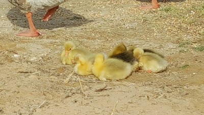 Photos of Al Qudra Lakes East