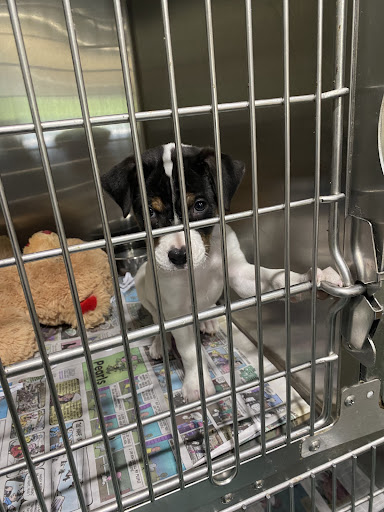 Mississippi Animal Rescue