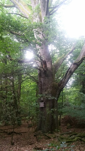 Naturdenkmal Hindenburgeiche - Thumbnail
