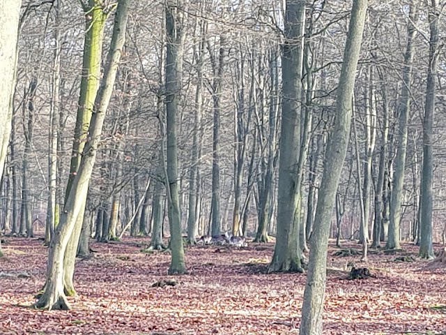 Parc Animalier de la Forêt de Roumare