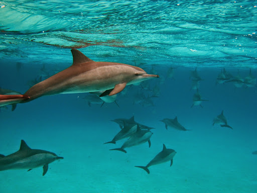 Ds Tours - Dive And See - Thumbnail