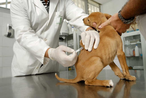 Veterinaria Mundo Canino