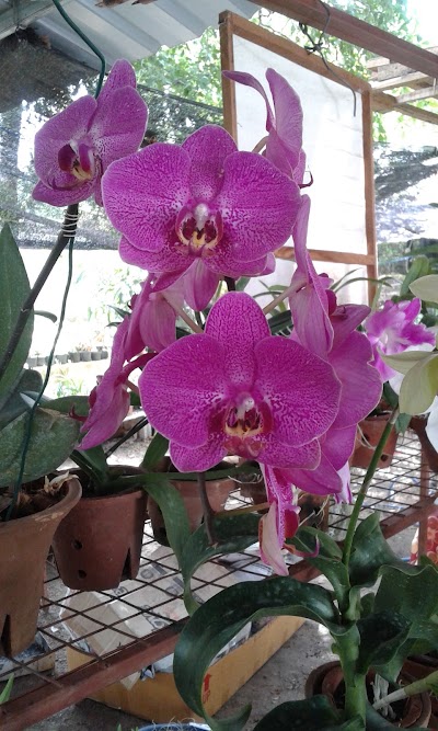 Photos of Kadupitiya Orchid Nursery