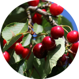 Photo n°7 de GAEC DELPUECH à Sumène (Ferme)