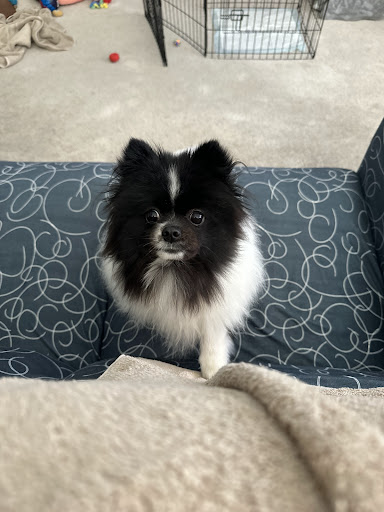 Poulsbo Animal Clinic - Thumbnail