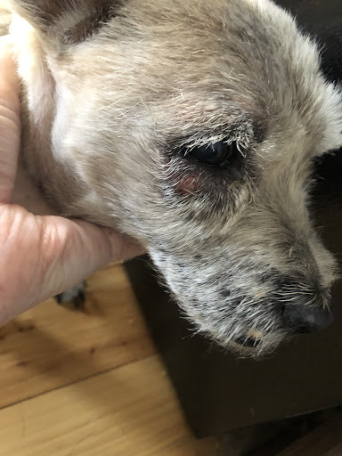 Livingston Veterinary Hospital - Thumbnail