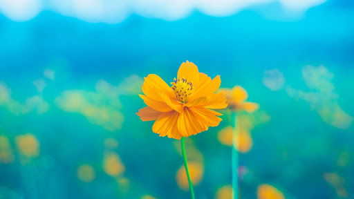 Brighter Bloom Wellness