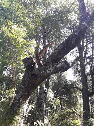 Photos of FOGON Matilde