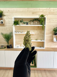 Photo n°12 de NATURAL CBD SHOP à Merville (Magasin de cannabis)