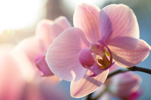Orchid House Realty