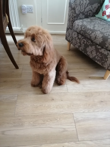 One Lucky Pup Hoole - Thumbnail