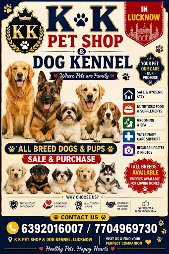 Kk pet shop & Dog kennel in Lucknow.(All types pure and healthy breed puppies available in my ken… post image