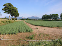 EUROBULBE (semence/plant certifié ail, échalote & oignon - certified garlic & shallot seed) à Eurre