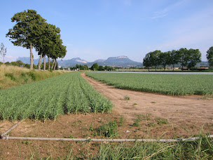Photo n°1 de EUROBULBE (semence/plant certifié ail, échalote & oignon - certified garlic & shallot seed) à Eurre (Fournisseur de semences)