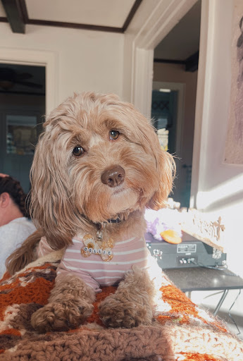 The Southern Pet - Thumbnail