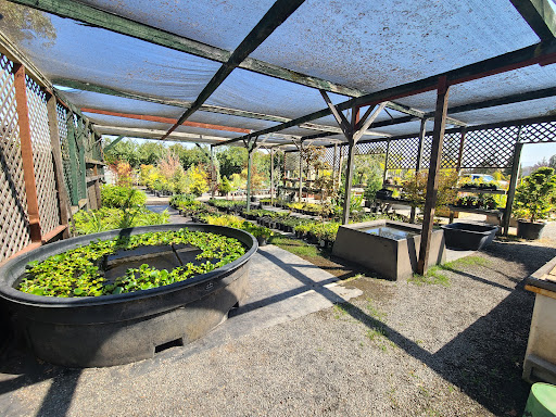 Pond & Garden - Thumbnail