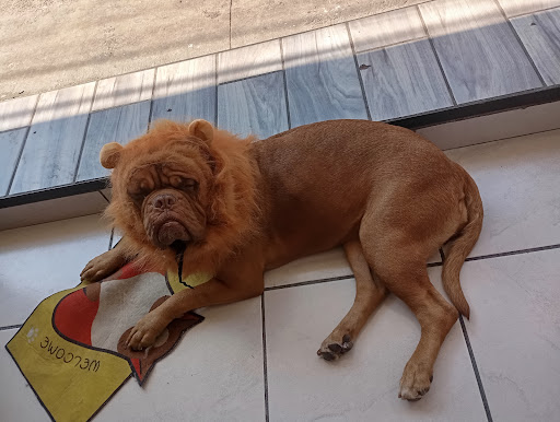 Centro Veterinario del Bajio