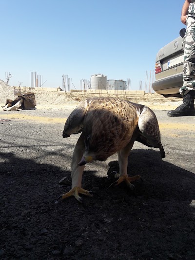 Photos of مطعم اصالة حرار