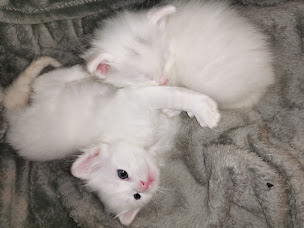 Photo n°5 de Domaine de Shiva à Brasparts (Ferme d'élevage)