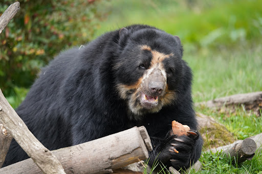 Andean Bear - Visual