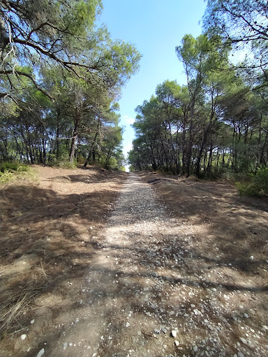 Palagiano - Visual