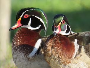 Photo n°12 de Parc animalier de Saint-Clar: Le Vallon des Kangourous à Saint-Clar (Zoo)