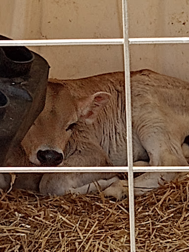 Cow - Visual