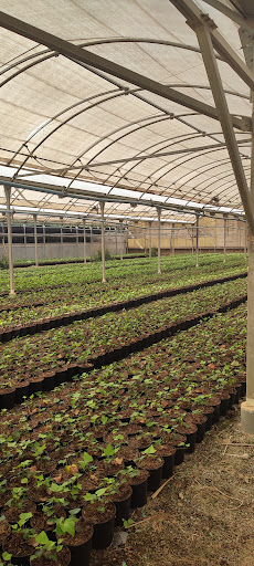 Majofer Viveros s.l. - Foto 1