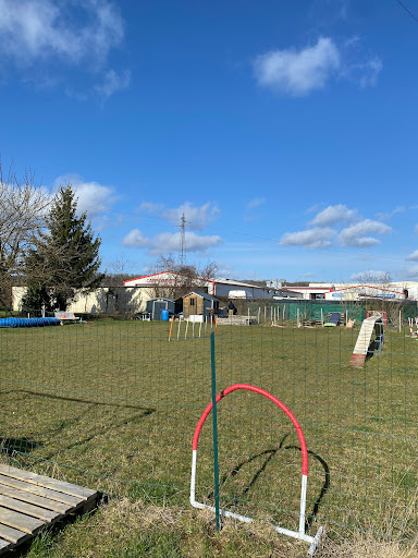 Club canin Team Dog