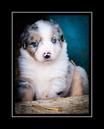 Photo n°5 de Des Landettes de Hautteville à Surtainville (Éleveur de chiens)