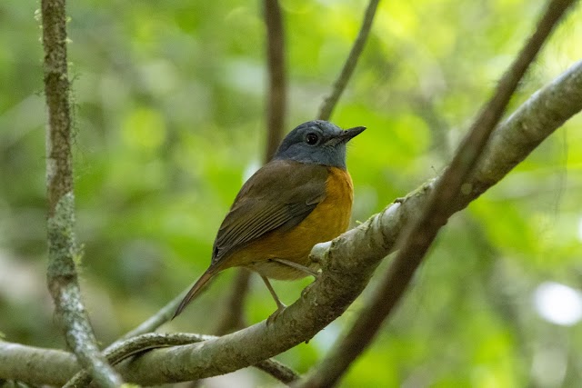 Parc national de la Montagne d'Ambre