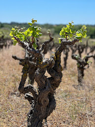 Photo n°1 de Colidoc à Portiragnes (Grossiste en vins)