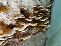 Expertise Bâti & Bois à Saran