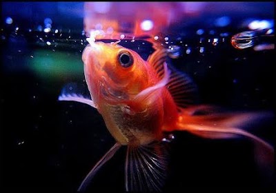 Photos of A.S Aquarium Fish & Pet Shop