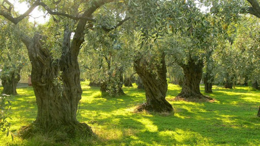 Greenhouse di manuel foresta - Thumbnail