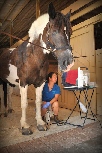 Myrtle Beach Equine Clinic Gallery - United States