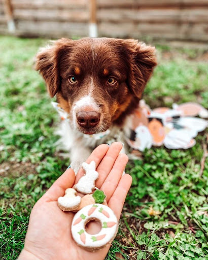 Puppy Wonka Gallery - France