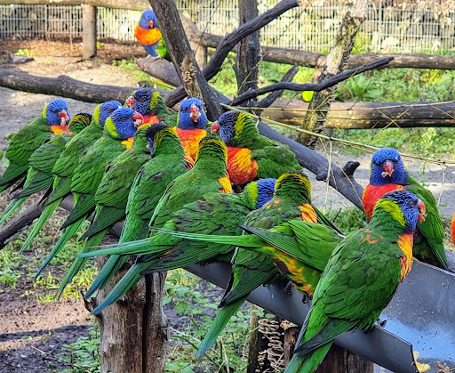 SAS Zoo de Bordeaux-Pessac - Thumbnail