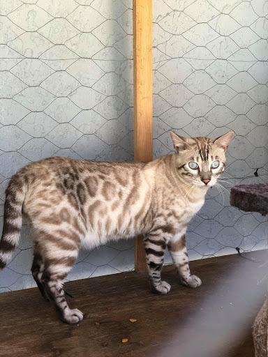 Lovin My Bengals - Thumbnail