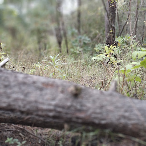 campamento osos - Thumbnail