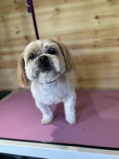 Bowsy Wowsy Dog Grooming 30 years experience 5 ⭐️⭐️⭐️⭐️⭐️ Home Boarding & Play care