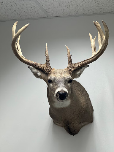 Animal Art Taxidermy Studio