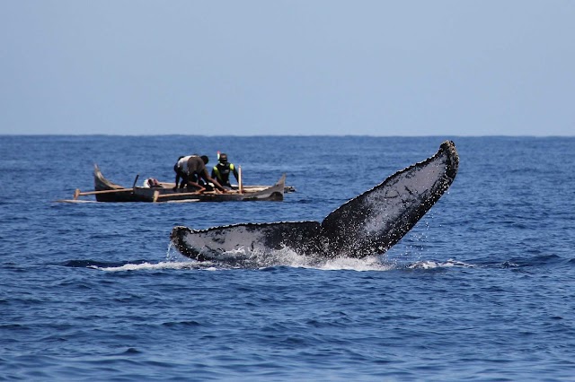 Les Baleines Rand'Eau