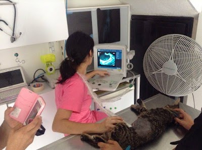 Photos of MedVet Cali, Veterinary Medicine