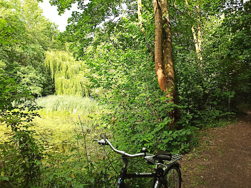 Rundwanderweg Kirchenholz - Thumbnail