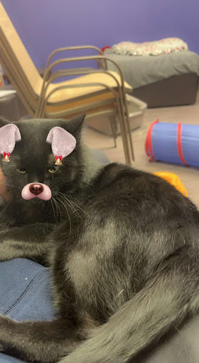 Blackbob Pet Hospital & Cat Clinic - Thumbnail