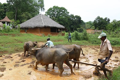 Photos of Pinnawala Iperanigama Themepark Car Park