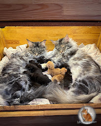 Photo n°7 de Chatterie Midsummer Night - Elevage de Maine Coon LOOF dont des polydactyles à Pargny-lès-Reims (Service d'adoption d'animaux de compagnie)