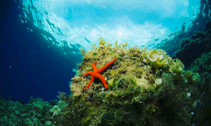 Photo n°8 de Med Trip à Hyères (Agence d'excursions en bateau)