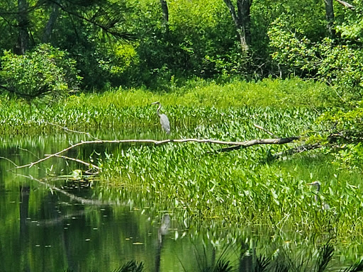 Ashuelot River Park - Thumbnail